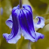 Grow a Blue Garden: Clemantis Roguchi