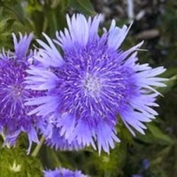 Grow a Blue Garden: Stokes Aster