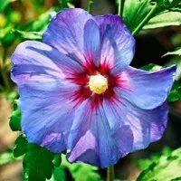 Grow a Blue Garden: Hibiscus Rose of Sharon