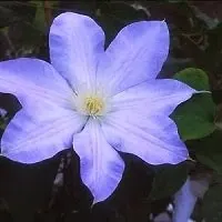 Grow A Blue Garden: Clemantis Ice Blue