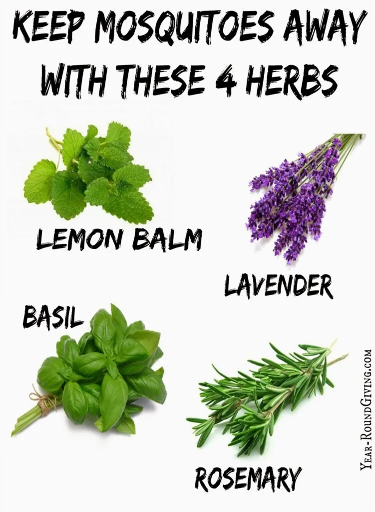 Herbs that keep Mosquitoes Away Daily Appetite