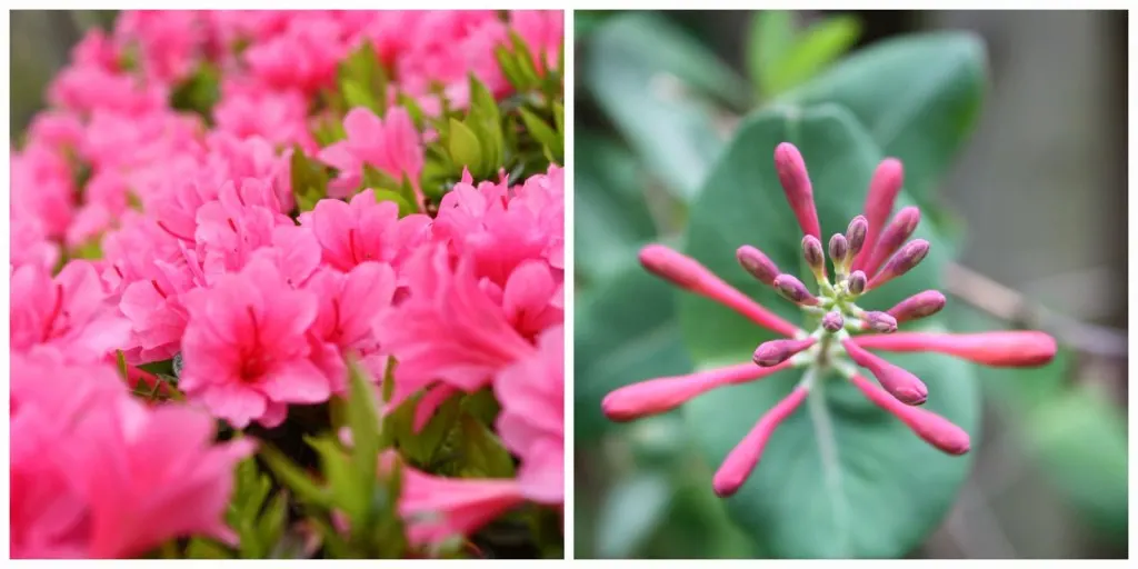 pink azaleas and honeysuckle