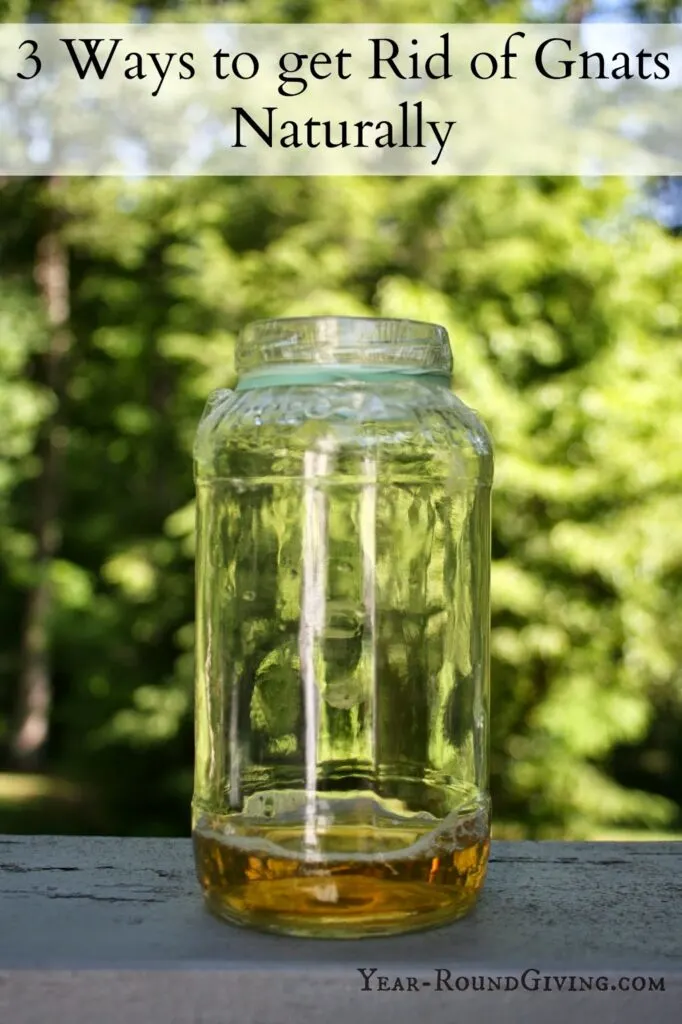 Best Natural Gnat Deterrents: Natural Gnat Traps & Prevention