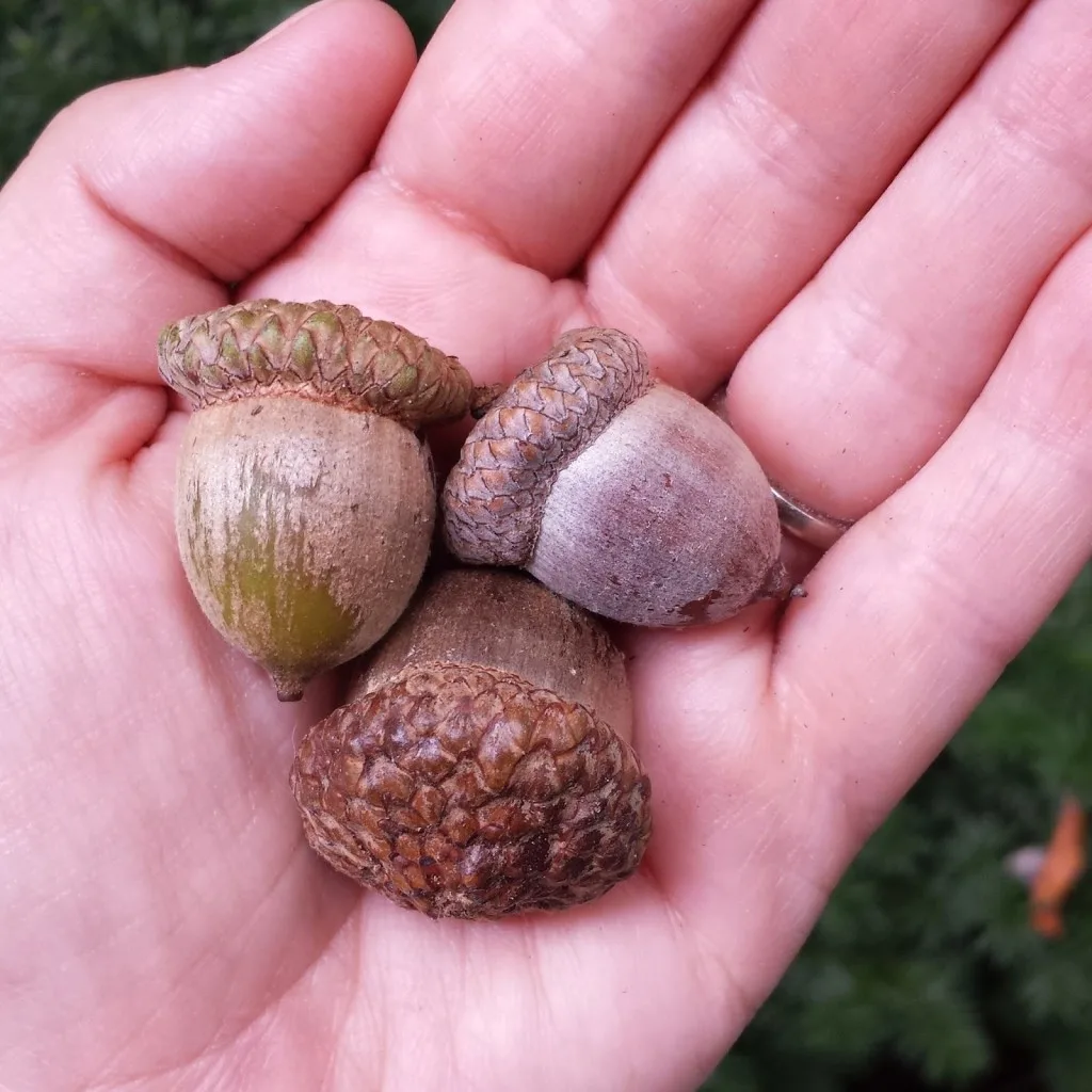 Things to do before decorating with acorns. 1