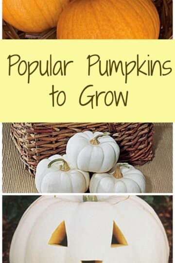 Popular Pumpkins to Grow 3