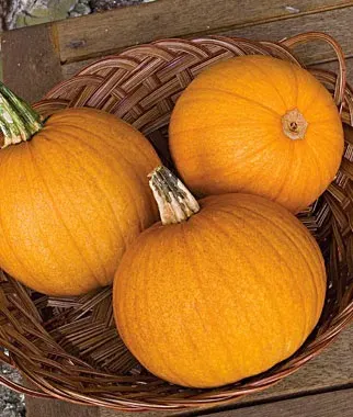 List of different types of pumpkins: Jack O' Latern