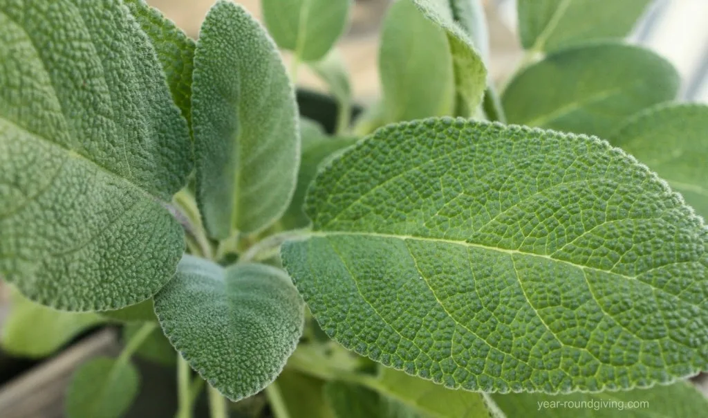 Sage Plant