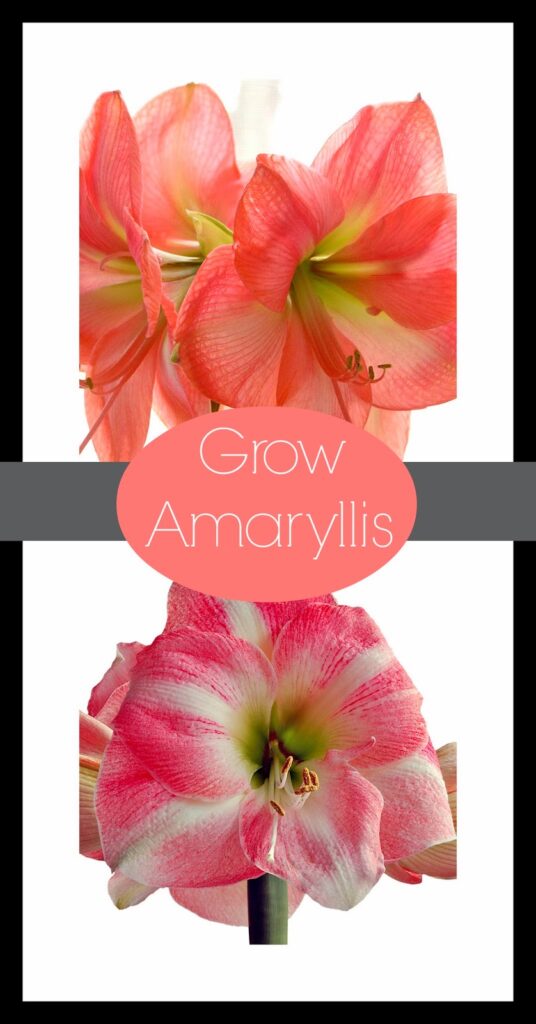 How to Grow Amaryllis 1