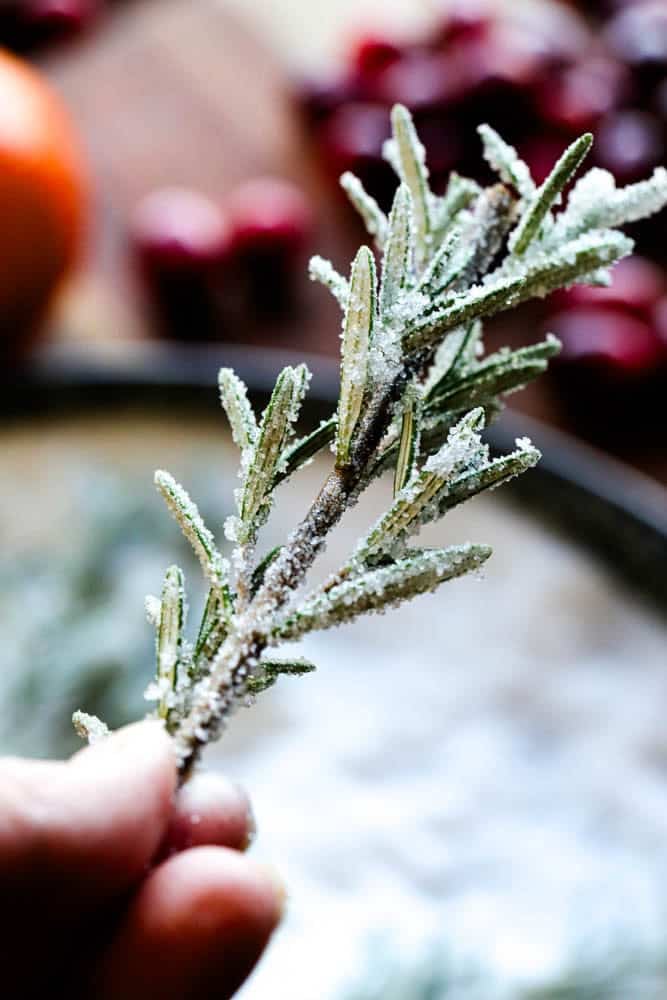A sprig of sugared rosemary